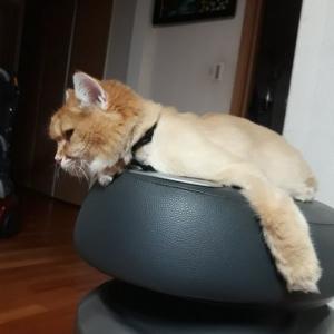 분당 서현동,율동공원 방면 노르웨이숲 고양이 찾아요