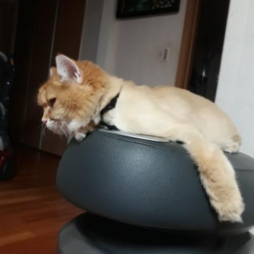 분당 서현동,율동공원 방면 노르웨이숲 고양이 찾아요