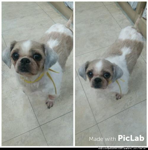 경기도 세종시 등 )순둥이 시츄 분양합니다~