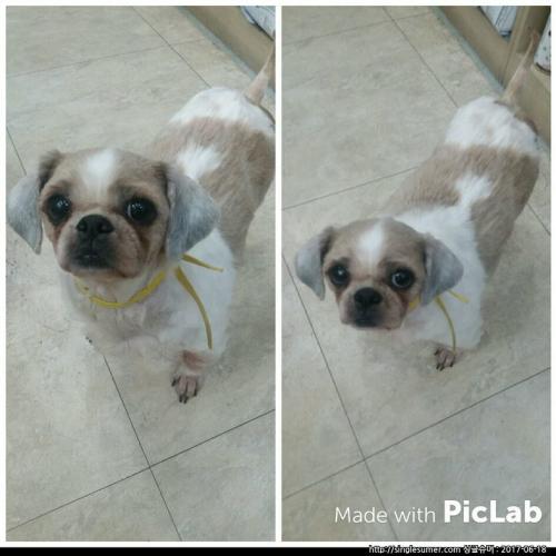 경기도 세종시 등 )순둥이 시츄 분양합니다~