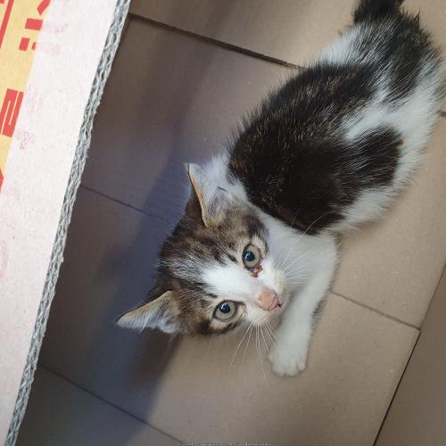 1주일전에 구조된 여아 미묘 입양보내요