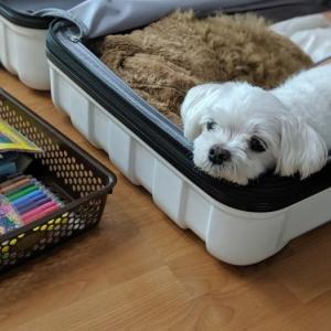 (경기도 오산) 라브 보시면 꼭 연락주세요!!!