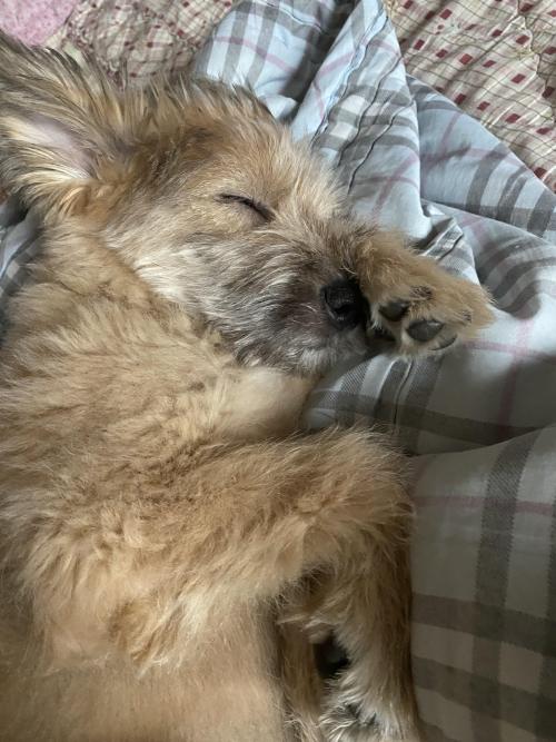 1년정도 임시보호해주실분 구해요....