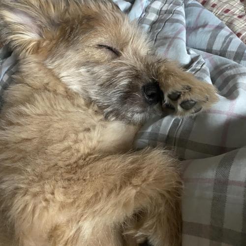 1년정도 임시보호해주실분 구해요....