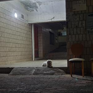 신암동 2.28 학생기념도서관에 강아지 주인 찾습니다.