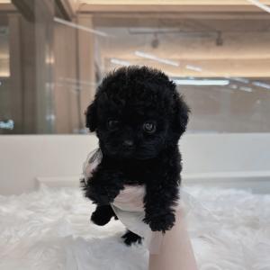 실버토이푸들 공주님 소개해용