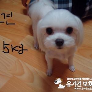 말티즈똘이를  찾습니다