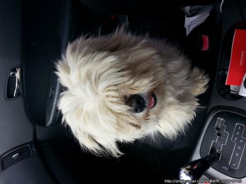 말티즈남아 보호중입니다