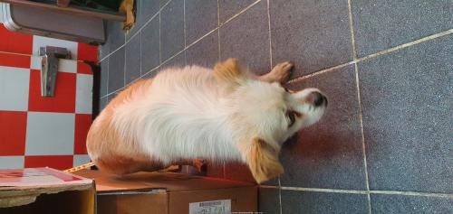 부산송도 우리마트에 보호중입니다!! 빨리 연락주세요