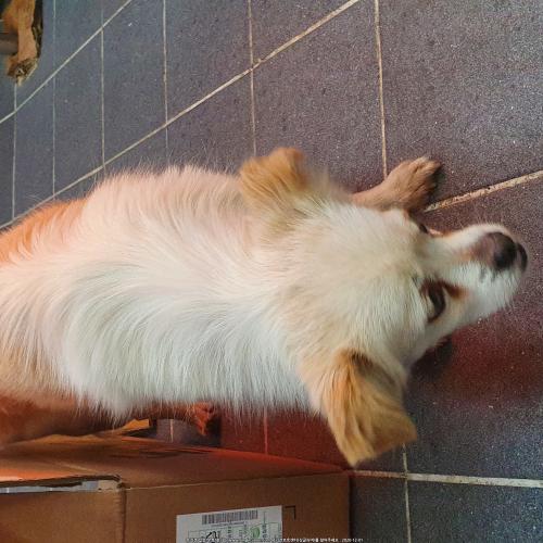 부산송도 우리마트에 보호중입니다!! 빨리 연락주세요