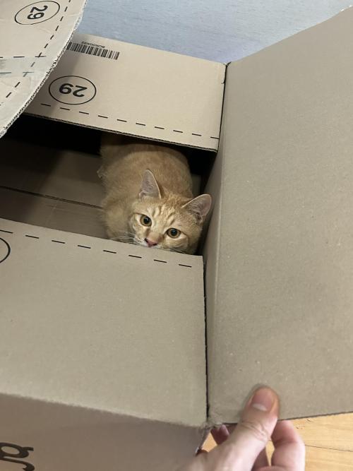 임보중인 코숏 두마리 분양 합니다. 따로 분양 가능