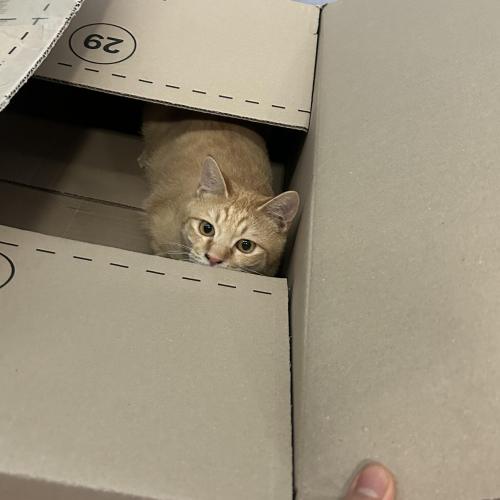 임보중인 코숏 두마리 분양 합니다. 따로 분양 가능