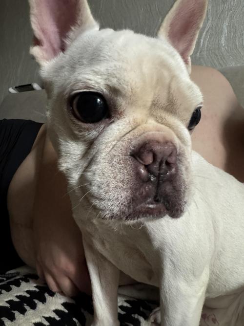 안산시 상록구 각골공원에서 발견된 프렌치불독(크림) 주인 찾습니다!