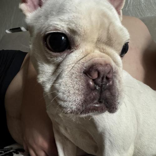 안산시 상록구 각골공원에서 발견된 프렌치불독(크림) 주인 찾습니다!