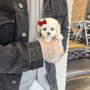 2개월령 귀여운 말티푸 분양보냅니당