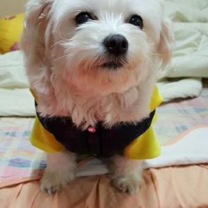 강아지를 찾습니다.