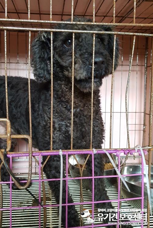 유기견 검정푸들 '껌푸' 분양 보내는 글 올려요~