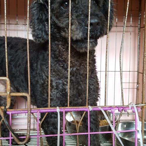 유기견 검정푸들 '껌푸' 분양 보내는 글 올려요~