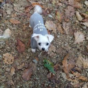 인천 만수동 말티즈 남아찾습니다