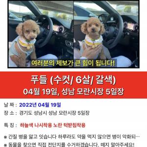 강아지를 찾습니다 제발 찾아주세요 아이가 아픕니다