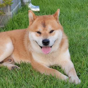 양주 백석읍 시바견 찾아요