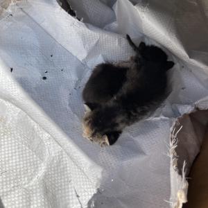 길고양이 새끼들 입니다..