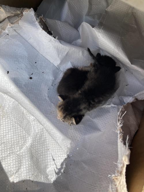 길고양이 새끼들 입니다..