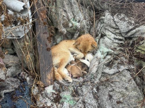 시고르자브종 강아지 무료분양합니다.