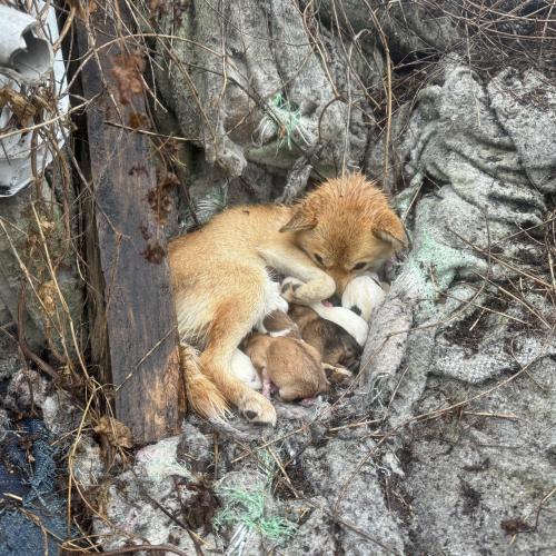 시고르자브종 강아지 무료분양합니다.