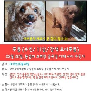 강아지(이름:여름)를 찾습니다/갈색푸들