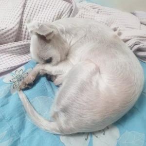 흰색말티즈 찾아요