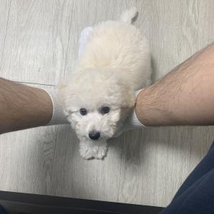 비숑 자몽이를 찾습니다