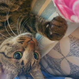 완료/종료/내 소중한 딸냥이 드디어 20일만에 체포했어요^^