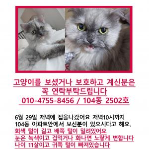 고양이를찾습니다 부탁드립니다