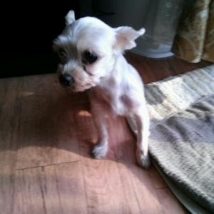 요크셔테리어 강아지찾습니다.