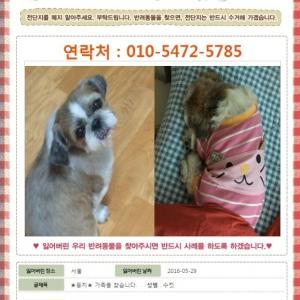 ★뭉치★ 가족을 찾습니다. (시츄 수컷)