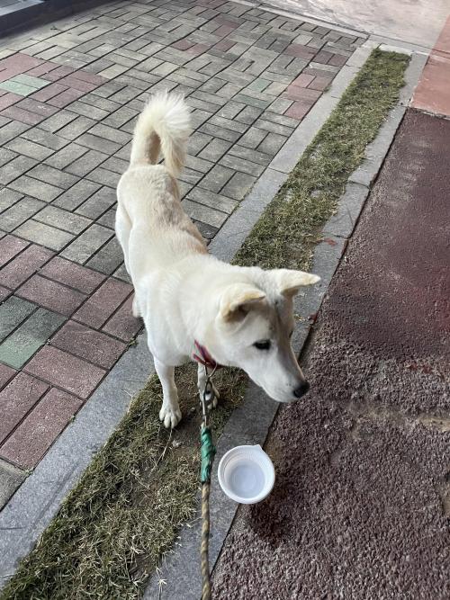 나주 빛가람동 목줄 있는 진도견 추정 강아지 주인 찾습니다