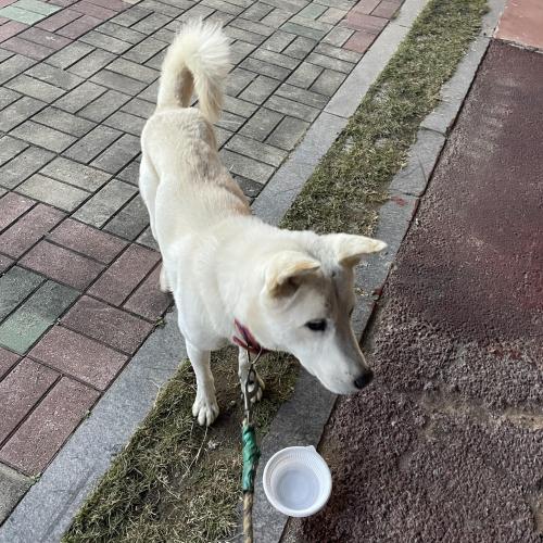 나주 빛가람동 목줄 있는 진도견 추정 강아지 주인 찾습니다