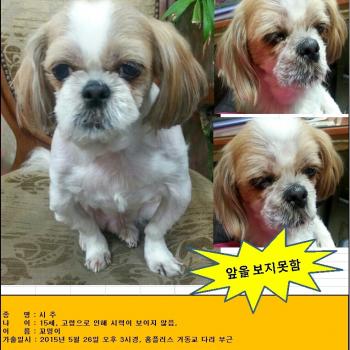 나이가 많아 앞이 잘 안보이는 시추 13살 정도