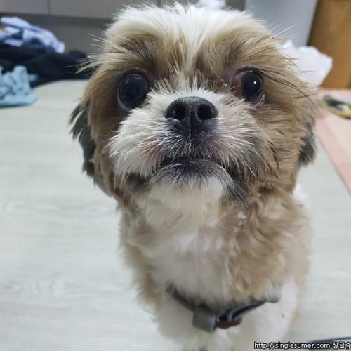 역삼 충현교회근처 시츄남자아이 잃어버리신주인분