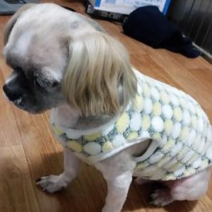 뚱이를 찾습니다