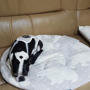 검암동 1지구 부근 보스턴테리어 강아지  찾아요