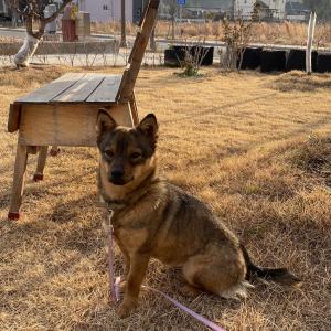 나주 강아지 찾아요