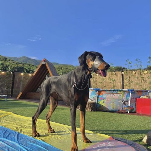 2세 도베르만 여아 분양합니다