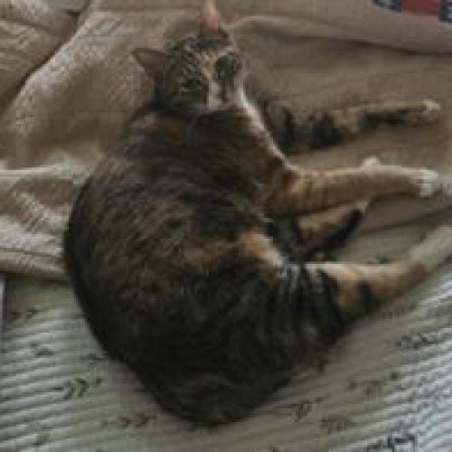 아파트 내에서 잃어버린 고양이를 찾고 있어요!!!