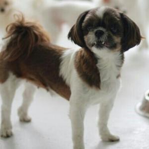 보라매동/시츄/여아/10살/