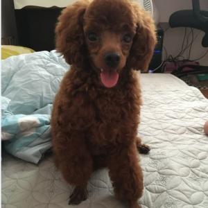 철산동/강아지(푸들)을 찾습니다