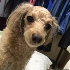 딸래미같은 반려견 애타게 찾습니다..