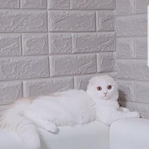 고양이 찾아요 ㅠㅠ 관악구봉천동