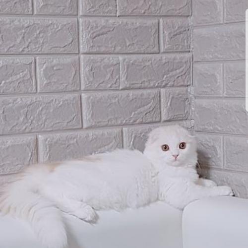 고양이 찾아요 ㅠㅠ 관악구봉천동